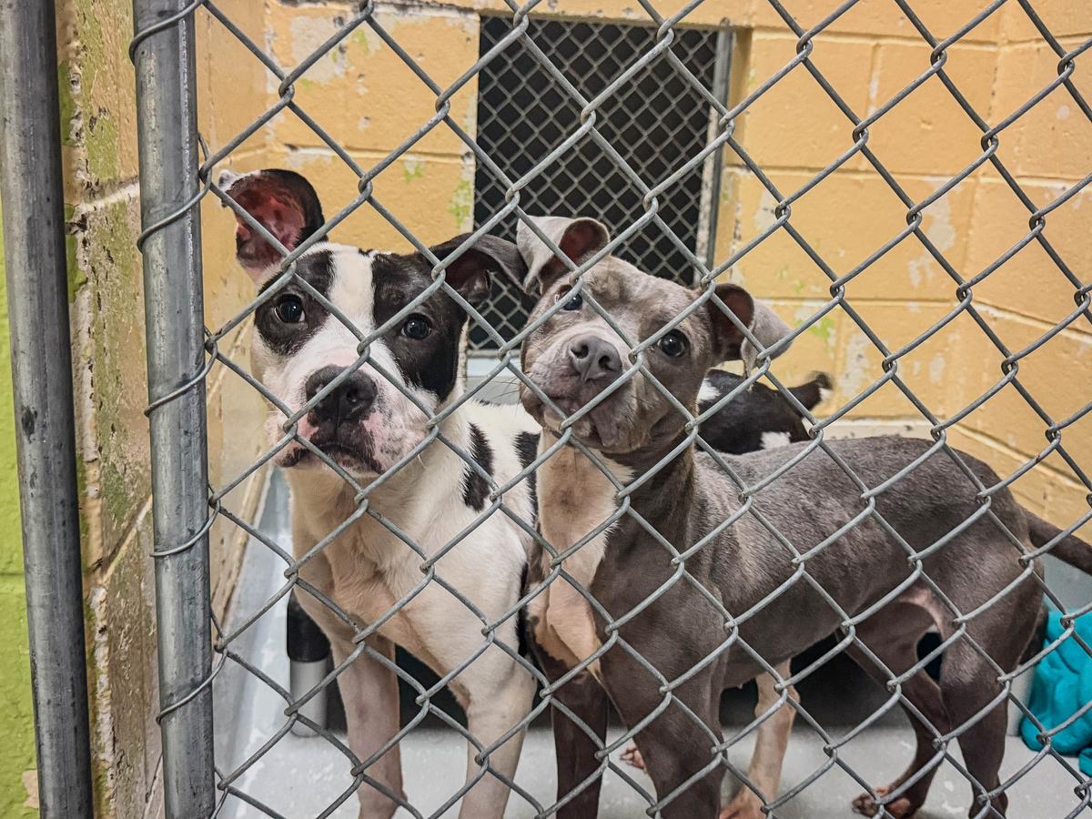 Citing frustration with Tulsa Animal Services, residents ask for stricter enforcement