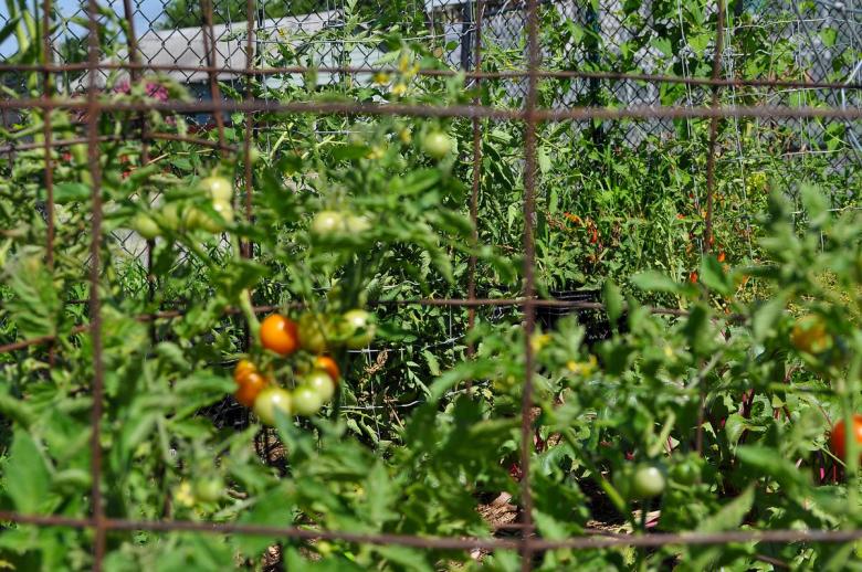 FreshRx provides fresh vegetables and fruit every two weeks to participants in north Tulsa.