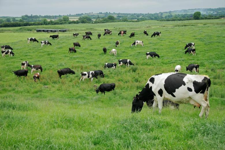 Dairy cattle graze in a pasture (Adobe Stock image).
